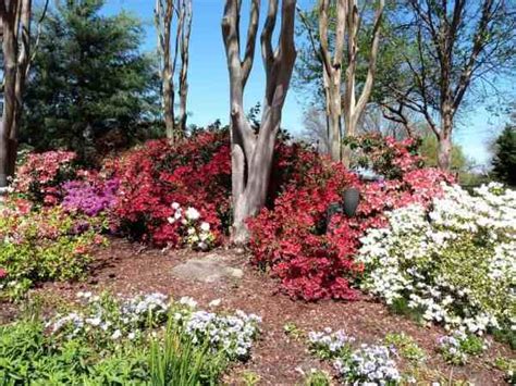 10 Plants That Grow Well Under Trees - Gardening Channel