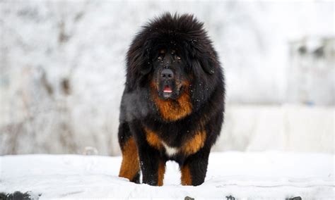 Tibetan Mastiff Breed: Characteristics, Care & Photos | BeChewy