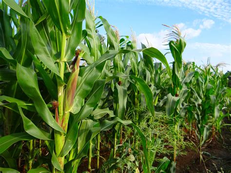 Free Images : plant, field, farm, flower, produce, crop, corn, agriculture, cultivation ...