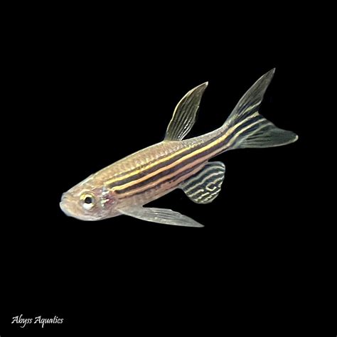 Buy Zebra Danio Longfin Fast, Professional Service