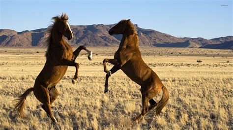 Wild horses fighting wallpaper - Animal wallpapers - #52437