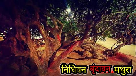 Mystery of Nidhivan at Night ! Vrindavan ! निधिवन का अनसुलझा रहस्य ! # ...