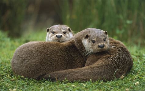 Charming Otters: A Beautiful HD Wallpaper