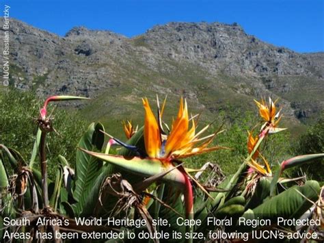 Cape Floral Region Protected Areas, South Africa