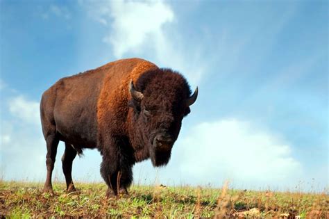 Where the Buffalo Roam | TravelOK.com - Oklahoma's Official Travel & Tourism Site