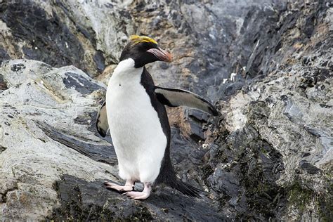 Macaroni penguin - Wikipedia