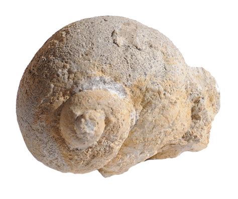 Fossil of gastropoda | Flickr - Photo Sharing!