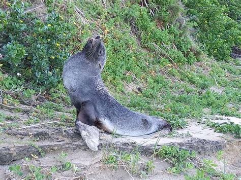 Southern Ocean seal species increasingly straying into South African ...