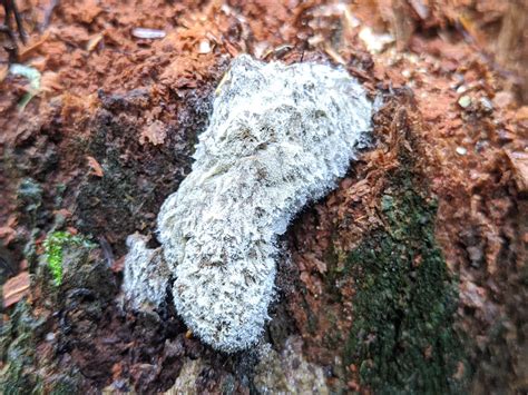 Fuzzy white slime mold - could be tapioca slime mold? | Flickr