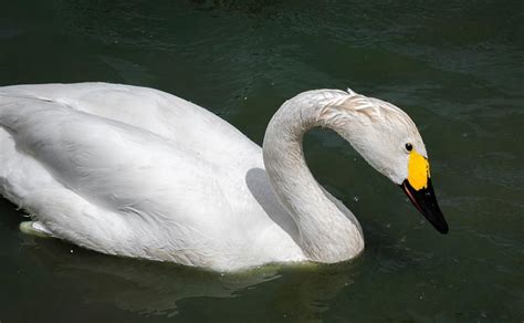 Bewick's Swan Facts: Identification, Diet, Migration Info etc ...