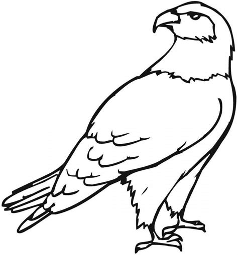 Free Printable Eagle Coloring Pages For Kids | Bird coloring pages, Coloring pages, Animal ...