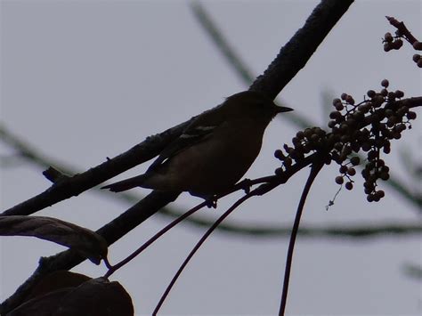 Quarantine Chronicles Part 1: Michigan Birding - Birds on the Wing