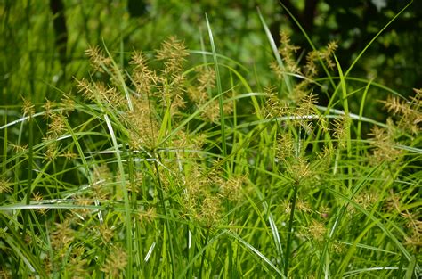 I live in the Chicago area and am tending to my landlord’s garden. He ...