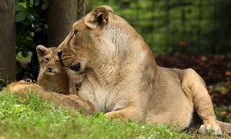 London Zoo Welcomes First Lion Cubs in 10 Years! | POPSUGAR Pets