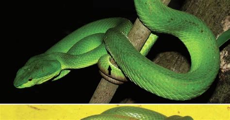 Species New to Science: [Herpetology • 2020] Trimeresurus davidi • A ...