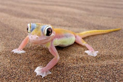 Gecko in the Namib desert | Animals, Namib desert, Adventure