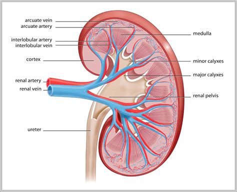 function of the kidney – Graph Diagram