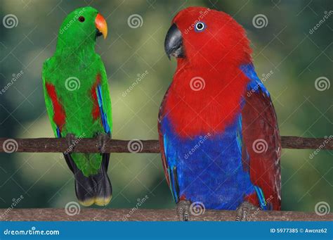 Eclectus parrots stock image. Image of females, males - 5977385