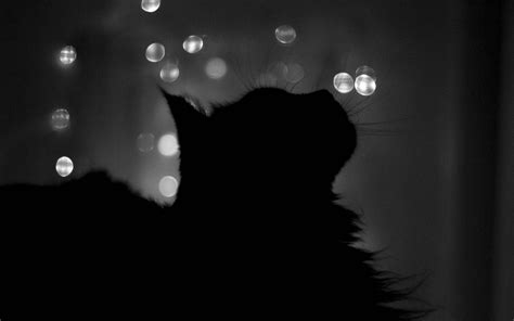 Black Cat Wallpaper