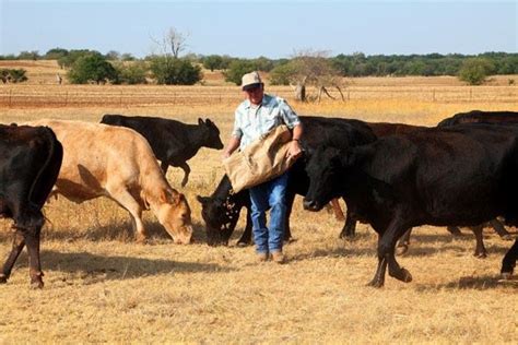 Cattle Nutrition recent news | Beef Magazine