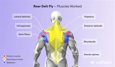 Rear Delt Fly: Technique, Muscles Worked & Variations to Try - Welltech