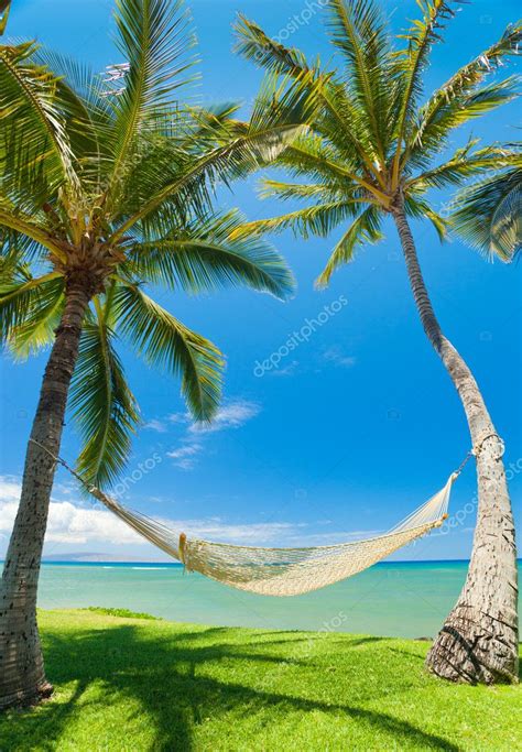 Tropical Palm Trees and Hammock — Stock Photo © EpicStockMedia #8616086