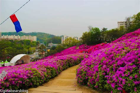 Gunpo Royal Azalea Festival - Gina Bear's Blog