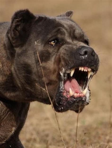 29+ Cane Corso Guard Dog Breeds Photo - Codepromos