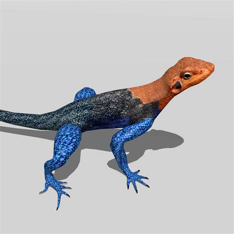 ArtStation - Agama Lizard | Resources