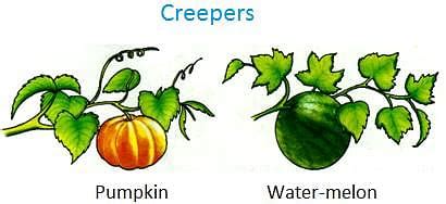 What are climbers and creepers?