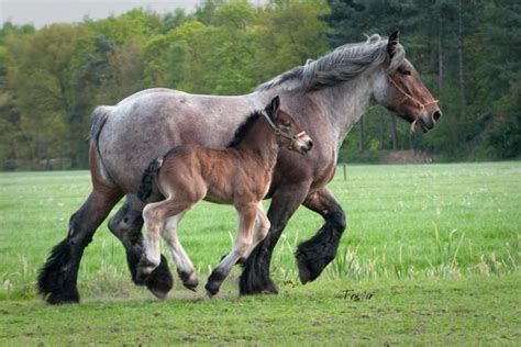 Brabant Belgian Draft horses | Horse breeds, Horses, Rare horses