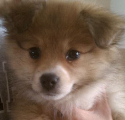 Maltipom Puppy