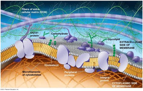 Cell Membrane Structure And Function Ppt