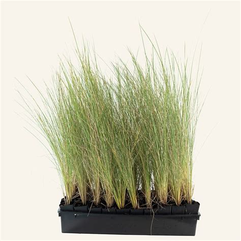 Our Plants. Poa labillardieri | Instant Green Nursery | Wholesale Plant ...