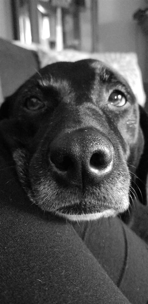 Doggo | Wiki | Photography Amino 📷 Amino