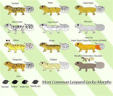 Leopard Gecko Morphs Chart