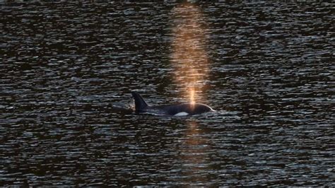 Trapped B.C. orca calf eats seal meat, putting rescue on hold | CBC News