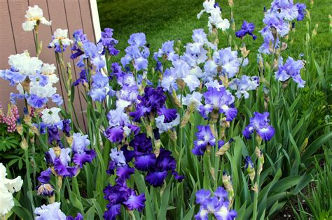 World of Irises: "Talking Irises" THE BLUE IRIS GARDEN -- Planting A Monochromatic Tall Bearded ...