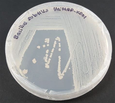 Bacillus subtilis UniMAP-KB01 cultured on CMC agar plate using streak ...