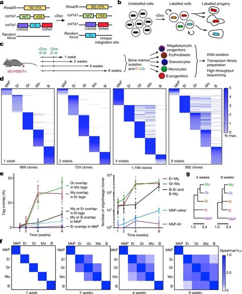 Clonal analysis of haematopoietic lineage fates in the native bone... | Download Scientific Diagram