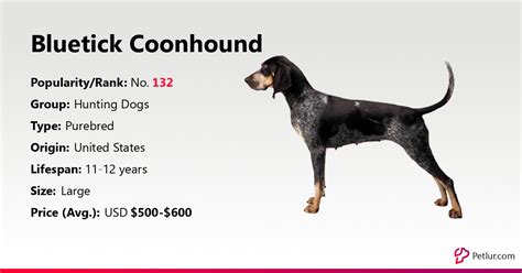 Bluetick Coonhound Dog Breed Info, Size, Price, Height | Petlur