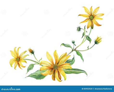 Watercolor Yellow Daisies Branch with Leaves. Stock Illustration - Illustration of frame ...