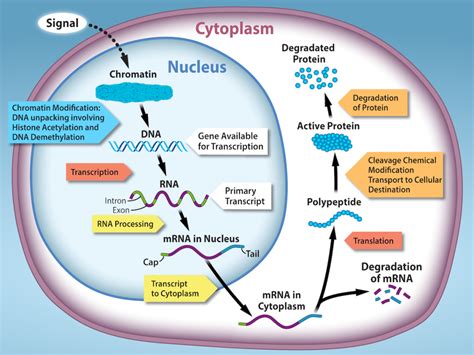 Regulation of Gene Expression – Biology 2e Part I, 2nd edition