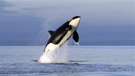 Orcas: Apex Predators Or Marine Park Stars? : Short Wave : NPR