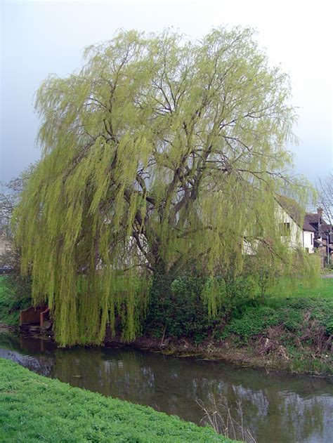 File:Weeping willow in alconbury.jpg - Wikipedia