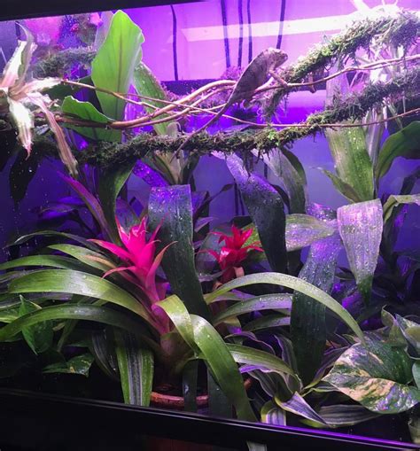 Everything You Need To Know About Creating the Perfect Chameleon Habitat