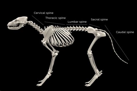 Is A Dogs Tail Cartilage Or Bone