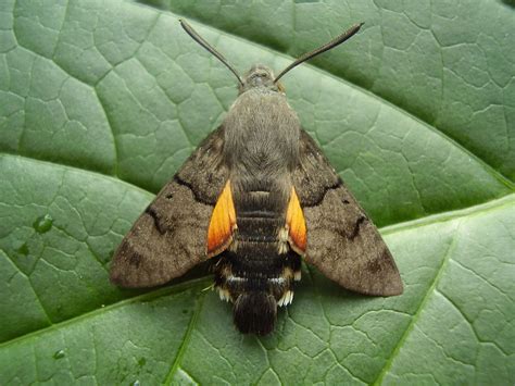 hummingbird hawk moth uk - Google Search | Hawk moth, Moth, Hummingbird