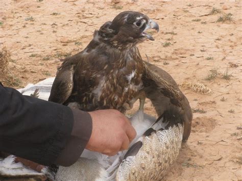 Sustainable Conservation of the Saker Falcon - Conservation Frontlines