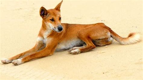 Dingo - Loài động vật kiên cường nhất trong thiên nhiên hoang dã của ...